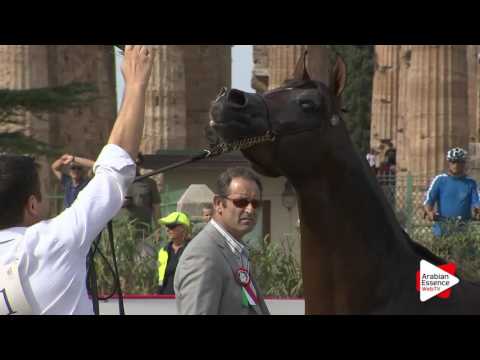 2016 - Italian National Championships - Colts 3 years (Class 3) - 1st place: n°31 AG NOBEL DAVIDE