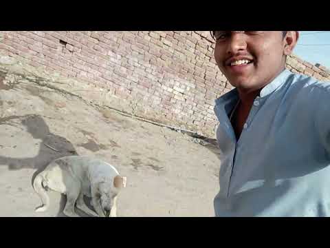 Aveshkorica YouTube channel subscribe 🥰