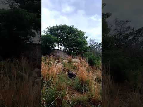 Cariús Ceará Brasil!!,o canto das Cauãs.