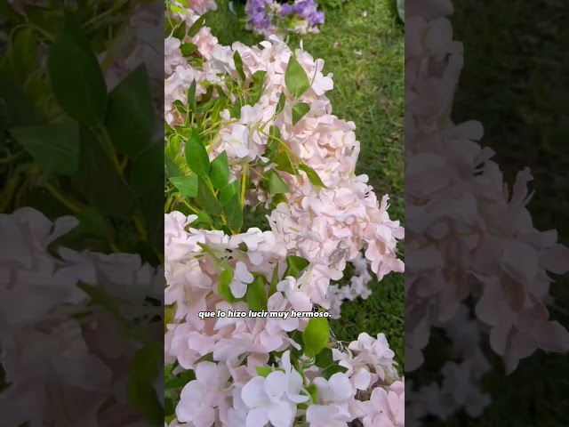 Vídeo relacionado con Arco de boda rectangular blanco, soporte fondo de metal para ceremonia, estructura sólida con patas en T, pórtico para decoración de jardín, cumpleaños, 2 x 2 m, 10 kg carga