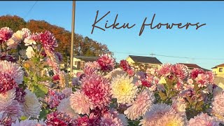 Kiku (キク) flowers