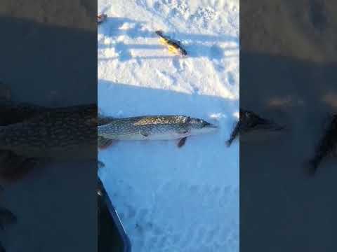 #hashtag Big Fish#ice fishing #Hashtag Shorts