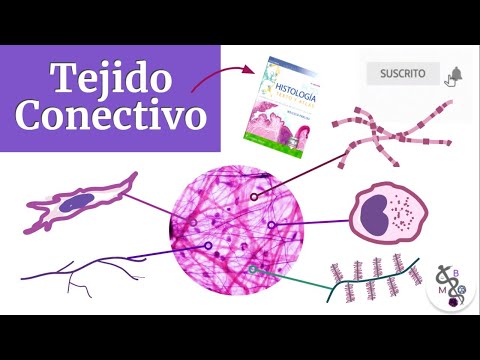 Connective Tissue | Ross Histology