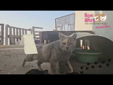 🐾 Feeding and Caring for the Harbor Cats of Walvis Bay 🐾