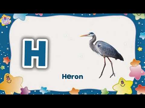 🦢🦩🦜 Sea Birds Name for Kids | Learn Ocean Birds from A to Z | Learn with Little