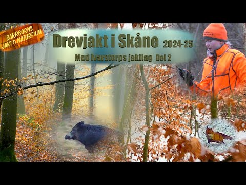 Drevjakt i Skåne 2024 - 25 med Ivarstorps jaktlag. Del 2