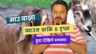 माउ बाख्रा व्याउनु भन्दा ६ हप्ता अघि देखिने समस्या को समाधान !! #drbhat  #buffalo #farming
