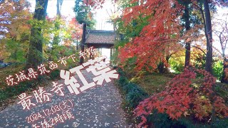 【VLOG】最勝寺《紅葉》茨城県筑西市下平塚 2024.12.03(火)午後2時頃