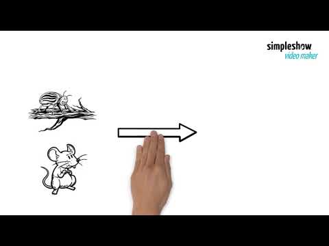 Nahrungskette und Nahrungsnetz