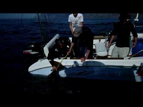 200 pound Halibut Catch and Release part 2