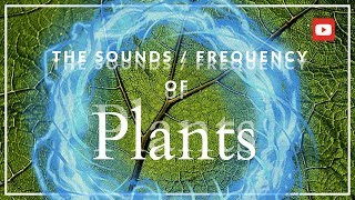 The Secret Frequency of Plants! ~432 Hz (MIND BLOWING!)
