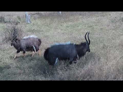 Djuma: Nyala bulls doing the dominance display dance - 13:05 - 08/22/2023