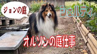 【シェルティ】オルソンの庭仕事【フランス田舎暮らし🇫🇷】#犬の散歩 #賢い犬 #犬のいる暮らし #マイペースな犬