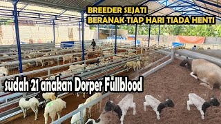 Download lagu Untung Besar,Domba dorper Fullblood tiap hari beranak||Cerita Sukses breeding Ribuan domba mp3