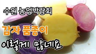 이런 감자도!! 감자 품종이 농업박람회