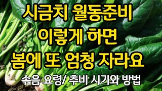 시금치 월동준비 이렇게 하면 봄에 또 엄청 자라요 (솎음방법, 추비시기와 방법)