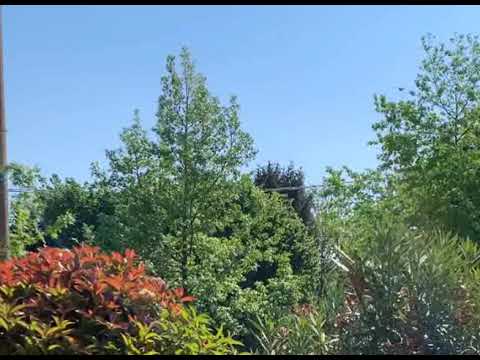 Daniel, sedd - Poesia (marghera action*)