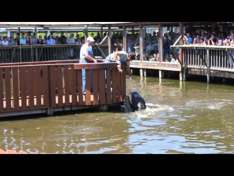 GATOR JUMPAROO SHOW, GATORLAND, ORLANDO, FLORIDA.