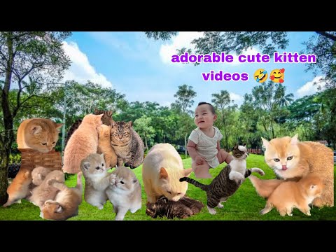 TOP Trending Cats And Dogs Videos - Funny Cat And doga Best Compilation 2025 😸🤣