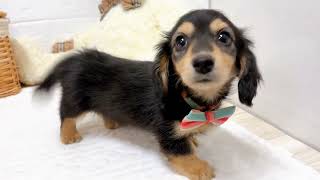 ミニチュアダックスの動画02