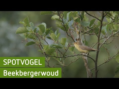 Spotvogel | Beekbergerwoud