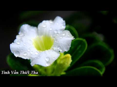 Thể hiện bởi Ngọc Hương