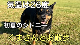 いつの間にかシドニーは初夏です