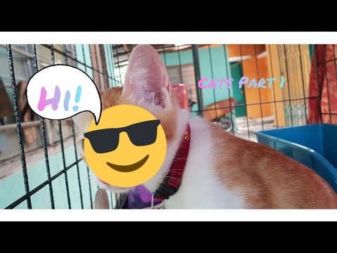 He Found Something! | Cats Part 1