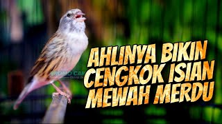 Download lagu JAGONYA BIKIN CENGKOK ISIAN MEWAH MERDU - MASTERAN KENARI ISIAN BLACKTHROAT GACOR DURASI PANJANG mp3