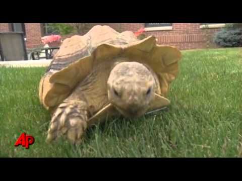 Raw Video: Wheel Replaces Lost Leg for Tortoise