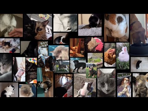 video frame placeholder