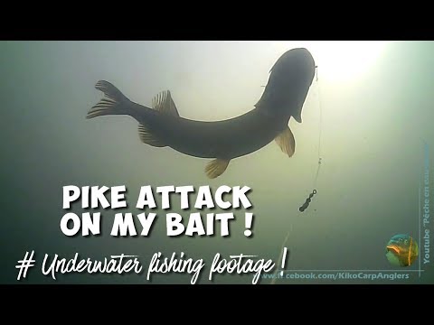 PIKE ATTACK ON MY BAIT [Underwater bottom-up Waterwolf footage]