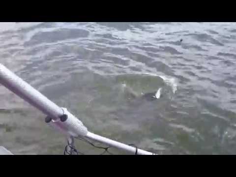 Spring Catfish - The Angling Experience