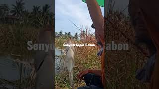 Download lagu Hasil Strike Senyum Super Babon #mancingikannila #familyfishing mp3