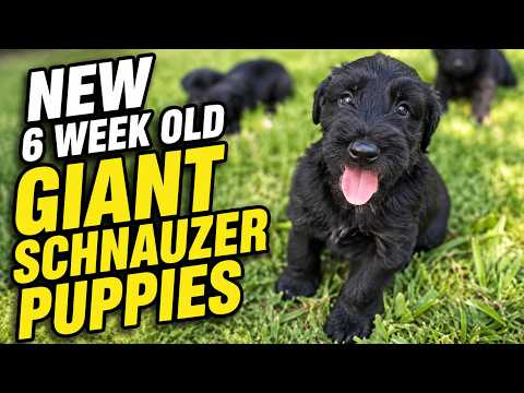 Meet The "U" Litter 2026 Only 6 Weeks Old