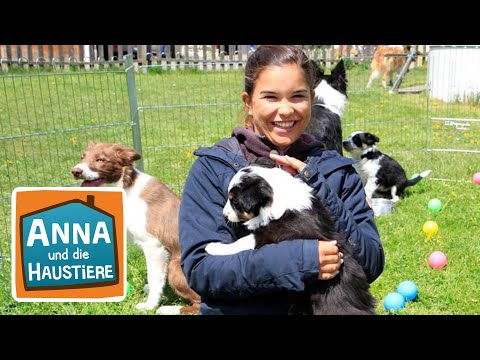 Border Collie | Information für Kinder | Anna und die Haustiere