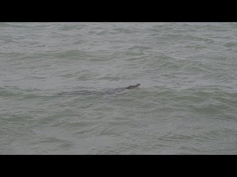 Nicht weit entfernt vom Strand wo sich unserer Helfer (Morteza) befand schwamm im Meer ein Krokodil