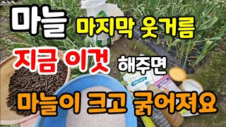 마늘 마지막 추비웃거름 지금이것 해주면 마늘이 크고 굵어지고 해충도 없어요 마늘 칼슘제3가지 추천 #마늘웃거…