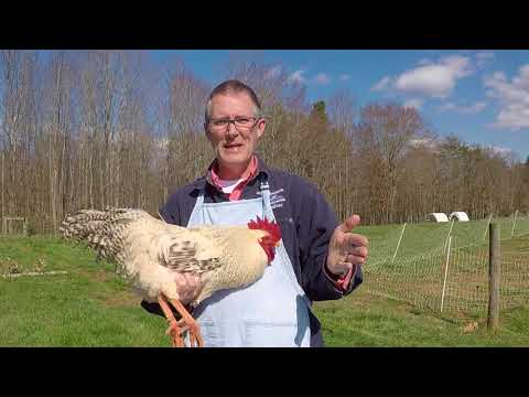 Dual Purpose Chickens with a Primary Purpose