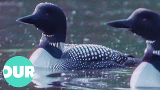 A Year In the Life Of a Canadian Loon | Our World