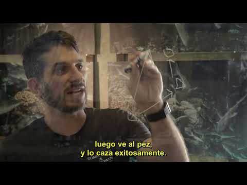 700 Tiburones ** Documental