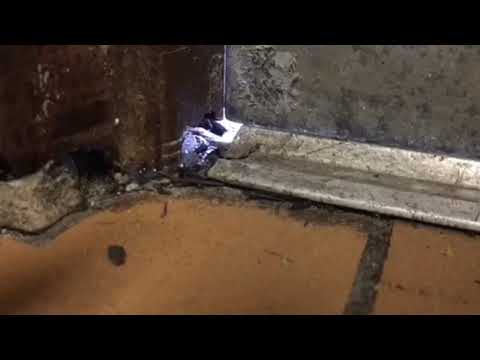 Super Highway for Mice in Tinton Falls, NJ