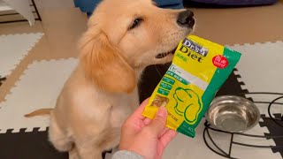 Bisuke's dung is a little loose・・・I will try the Japanese dog food that I got from the veterinari