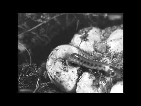 Fragment of a Dutch documentary: “Een slangen geboorte”