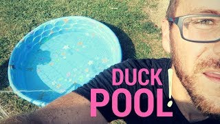 Why Won't Our Ducks Use The Pool?
