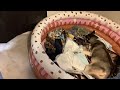 𝑺𝒉𝒂𝒆𝑻𝑽 Is Live NOLAHS BIRTHING LIVESTREAM