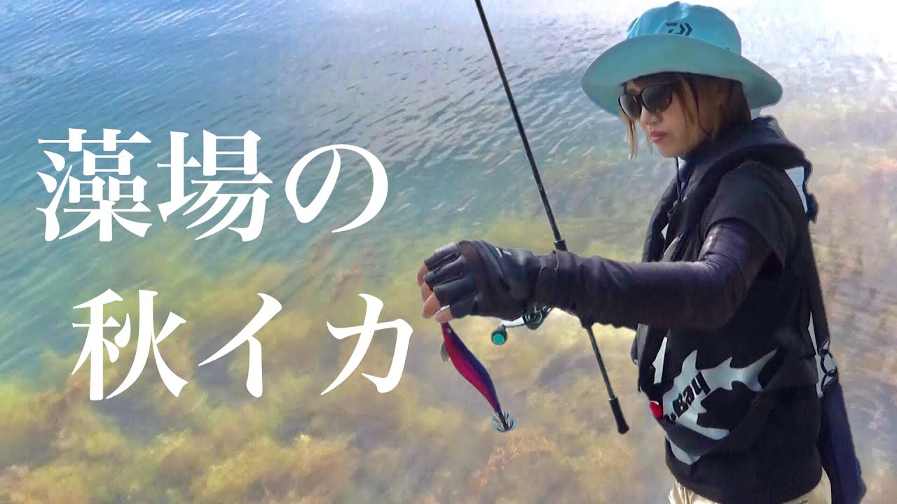 【エギング】藻場に回遊してきたイカの大群！エギを投入すると…