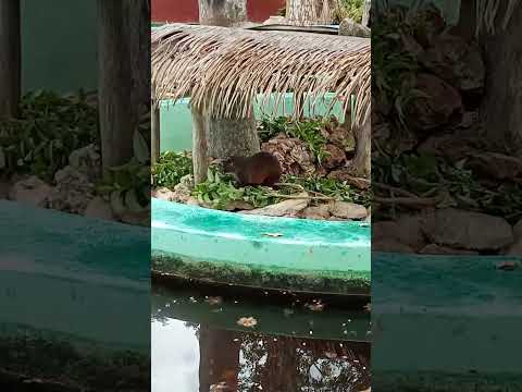 Jutias en Ciénaga de Zapata #animals #cuba#caribe #comida #food #cocodrilo #playa #cienaga #rap