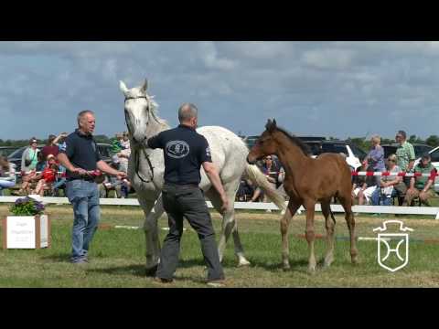 NF110 Hengstfohlen von Quidam de Revel - Carthago - Cor de la Bryére