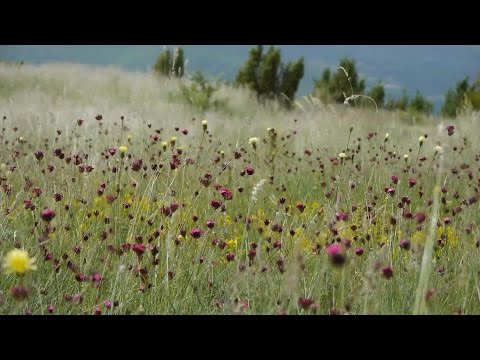 PETNESTA EPIZODA - USTRAJNOST